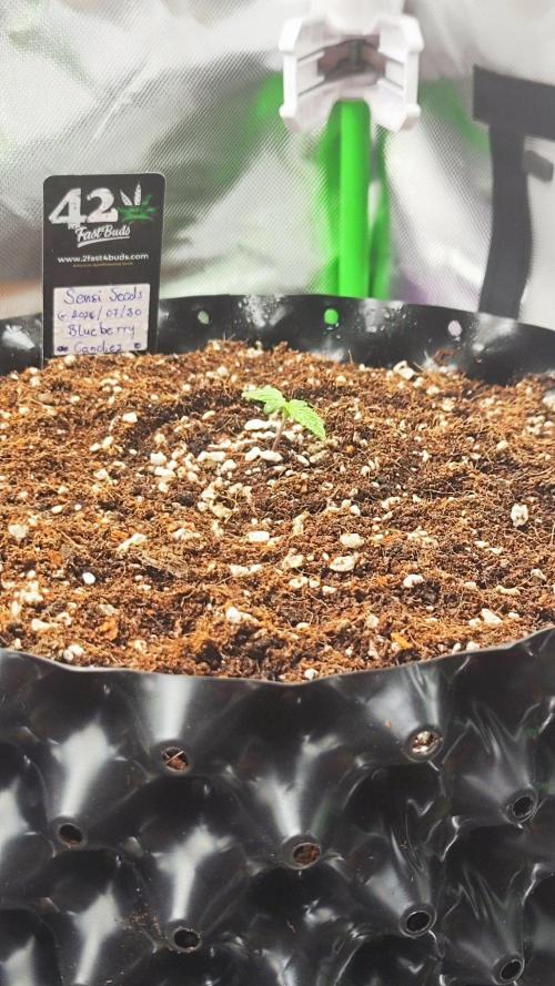 Sensi Seeds Blueberry Candiez. Week 2