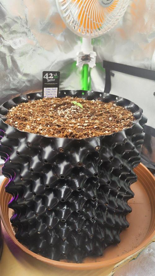 Sensi Seeds Blueberry Candiez. Week 2 - New home
