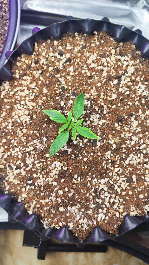 Sensi Seeds Blueberry Candiez. Week 2 - Some days later