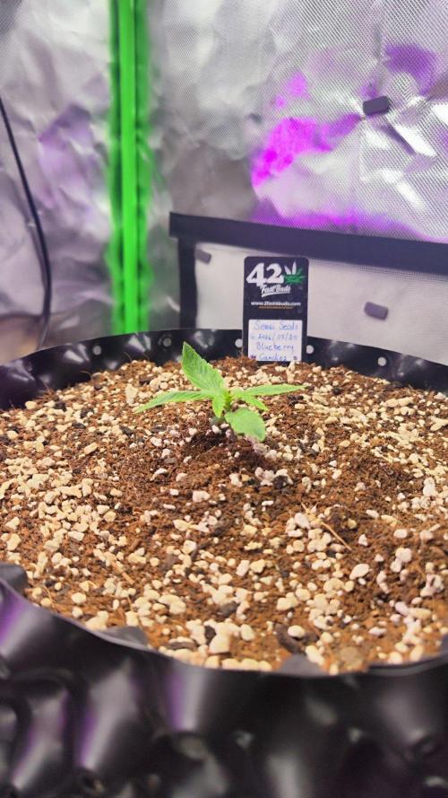 Blueberry Candiez. Week 2