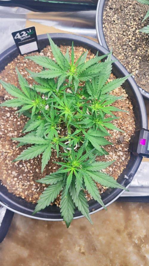 Sweet Seeds PJXL - last seed. Week 4
