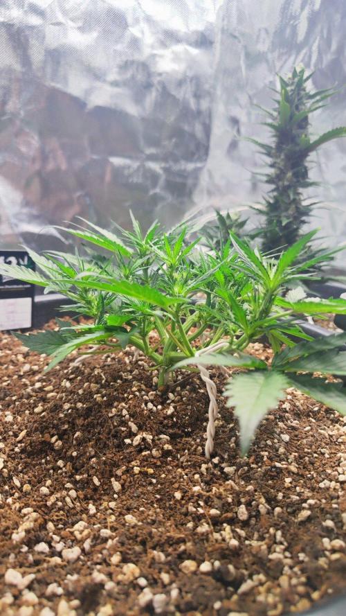 Sweet Seeds PJXL - last seed. Week 4