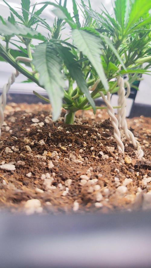 Sweet Seeds PJXL - last seed. Week 4