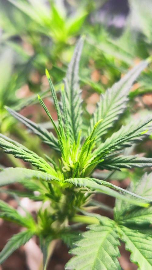 Sweet Seeds PJXL - last seed. Week 4