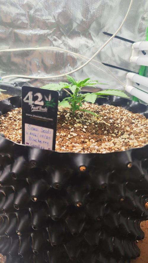 Sensi Seeds Blueberry Candiez. Week 3