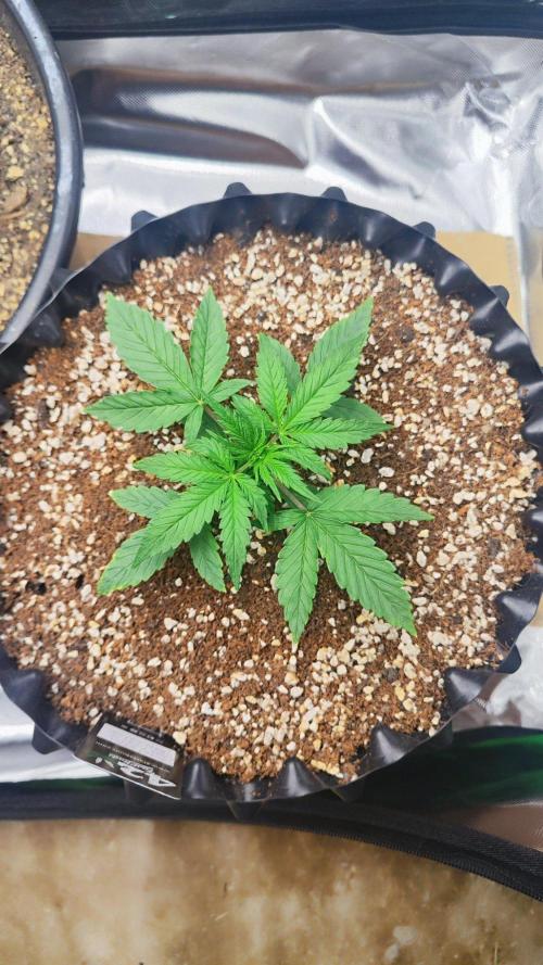 Sensi Seeds Blueberry Candiez. Week 3