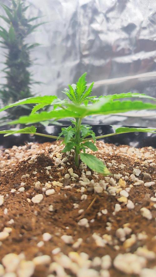 Sensi Seeds Blueberry Candiez. Week 3