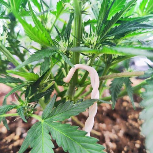 Sweet Seeds PJXL - last seed. Week 5