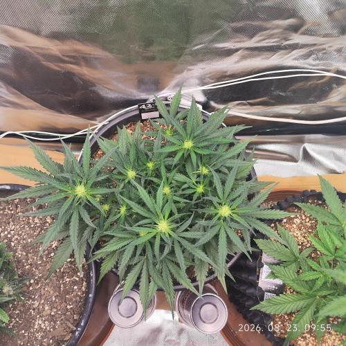 Sweet Seeds PJXL - last seed. Week 5