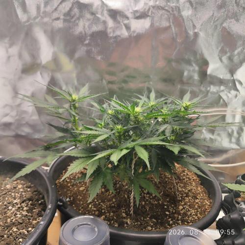 Sweet Seeds PJXL - last seed. Week 5