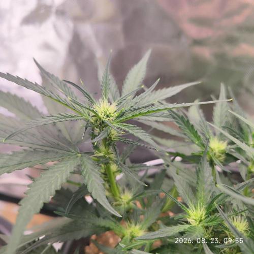 Sweet Seeds PJXL - last seed. Week 5
