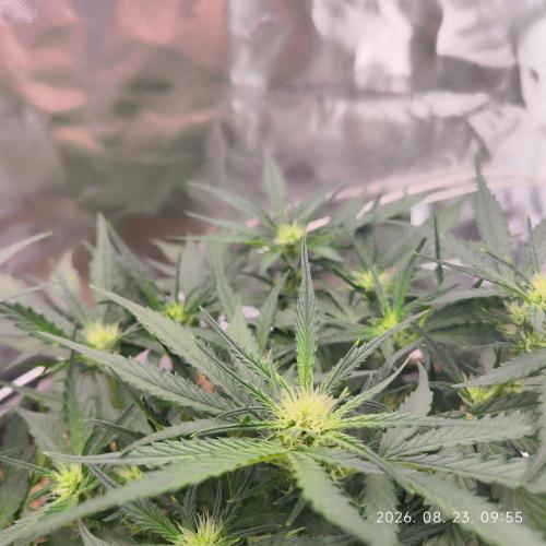 Sweet Seeds PJXL - last seed. Week 5