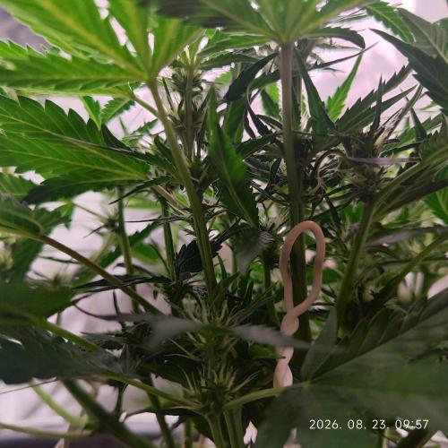 Sweet Seeds PJXL - last seed. Week 5