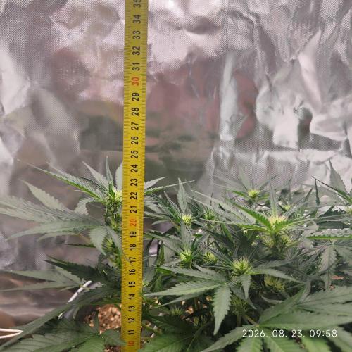 Sweet Seeds PJXL - last seed. Week 5