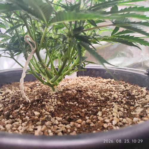 Sweet Seeds PJXL - last seed. Week 5