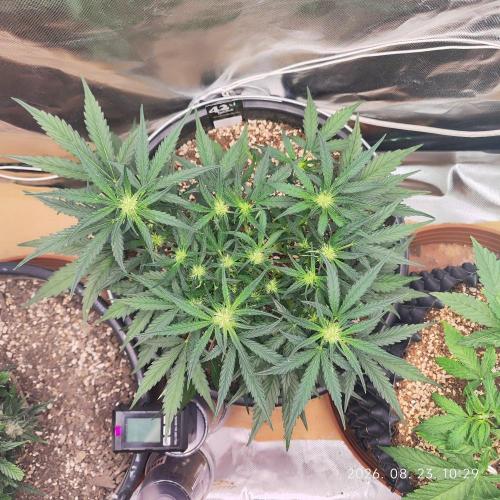 Permanent Jealousy XL Auto. Week 5