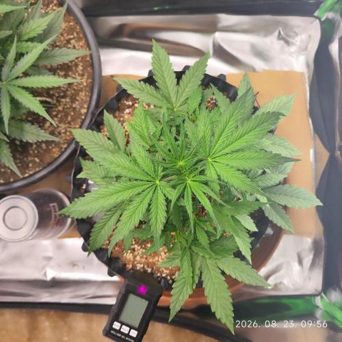 Sensi Seeds Blueberry Candiez. Week 4