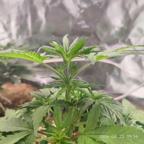 Sensi Seeds Blueberry Candiez. Week 4