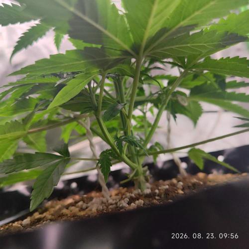 Sensi Seeds Blueberry Candiez. Week 4