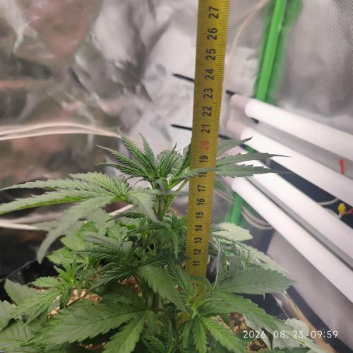 Sensi Seeds Blueberry Candiez. Week 4