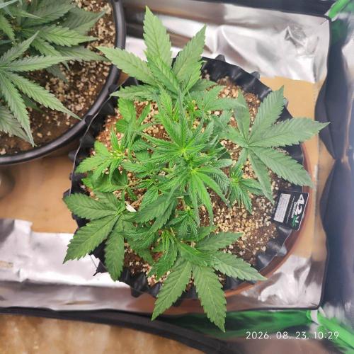 Sensi Seeds Blueberry Candiez. Week 4