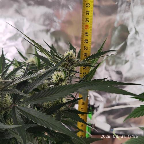 Sweet Seeds PJXL - last seed. Week 6