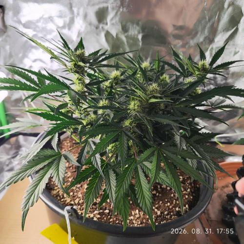 Sweet Seeds PJXL - last seed. Week 6