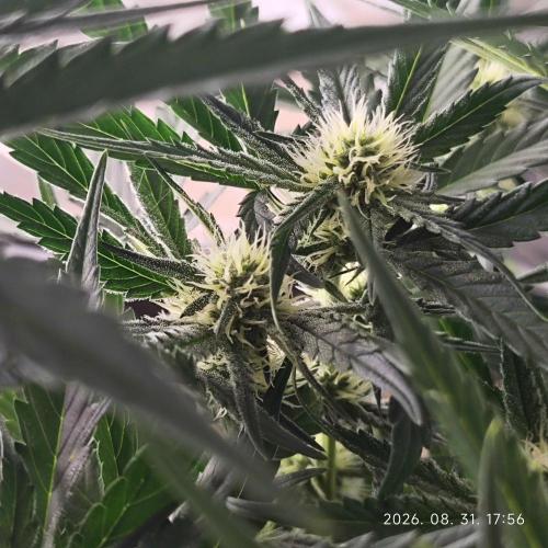 Sweet Seeds PJXL - last seed. Week 6