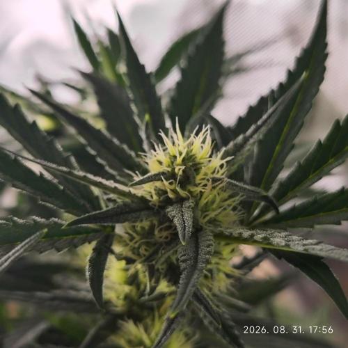 Sweet Seeds PJXL - last seed. Week 6