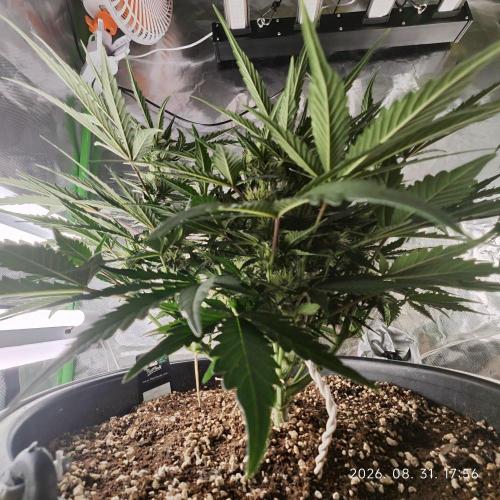 Sweet Seeds PJXL - last seed. Week 6