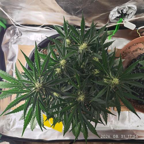Sweet Seeds PJXL - last seed. Week 6