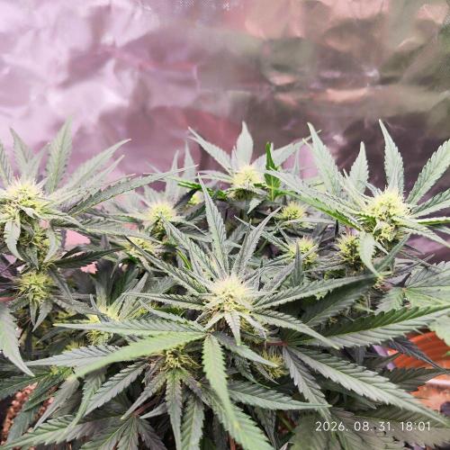 Sweet Seeds PJXL - last seed. Week 6