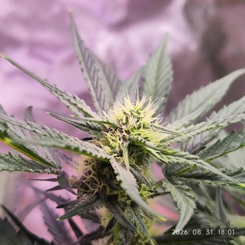 Permanent Jealousy XL Auto. Week 6