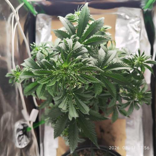 Sensi Seeds Blueberry Candiez. Week 5