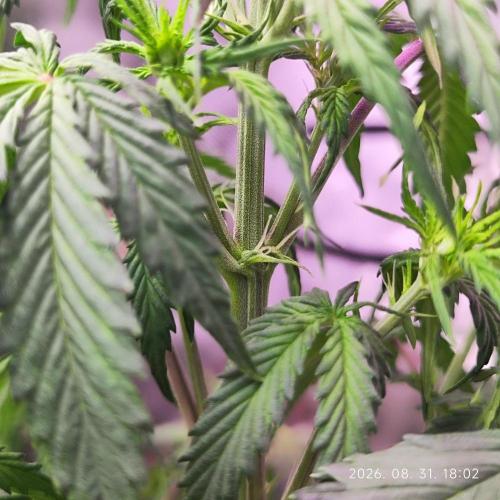 Sensi Seeds Blueberry Candiez. Week 5