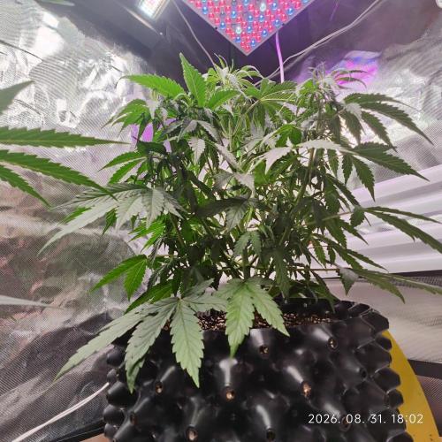 Sensi Seeds Blueberry Candiez. Week 5