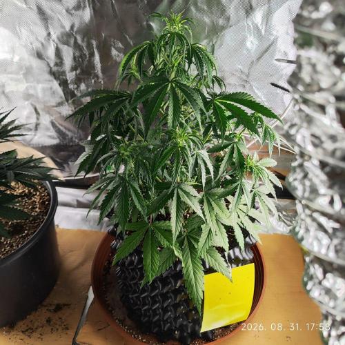 Blueberry Candiez Auto. Week 5