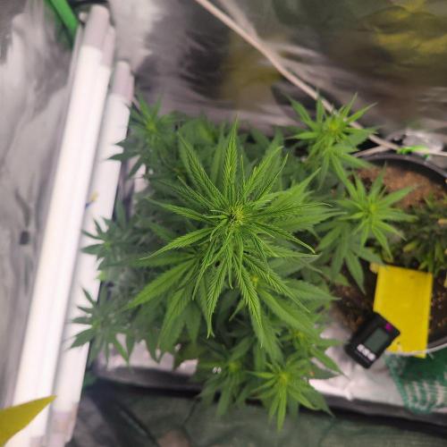 Sensi Seeds Blueberry Candiez. Week 6