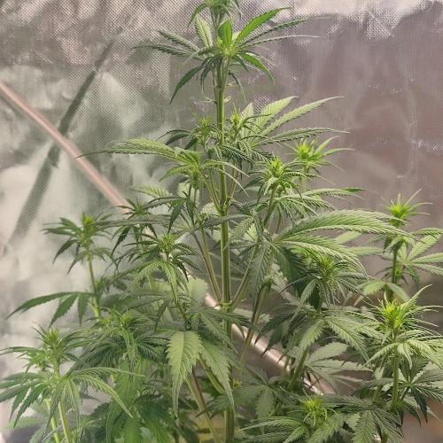Sensi Seeds Blueberry Candiez. Week 6