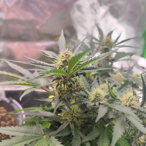 Sweet Seeds PJXL - last seed. Week 7