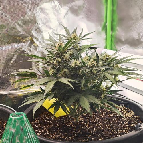 Sweet Seeds PJXL - last seed. Week 7