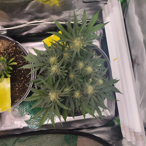 Sweet Seeds PJXL - last seed. Week 7