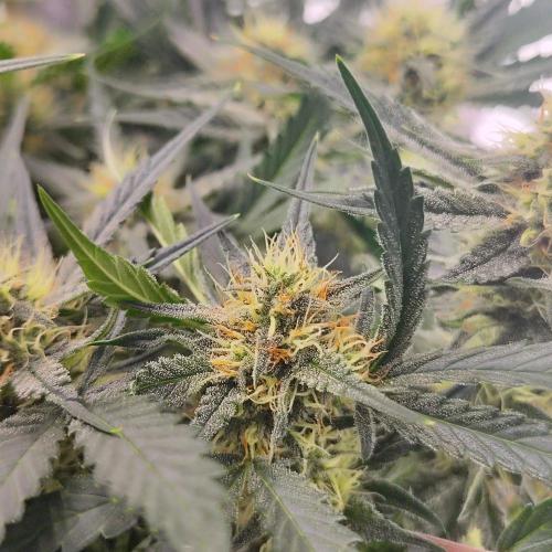 Sweet Seeds PJXL - last seed. Week 7