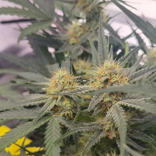 Sweet Seeds PJXL - last seed. Week 7