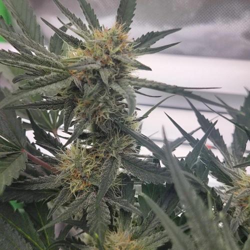 Sweet Seeds PJXL - last seed. Week 7
