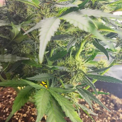 Permanent Jealousy XL Auto. Week 7