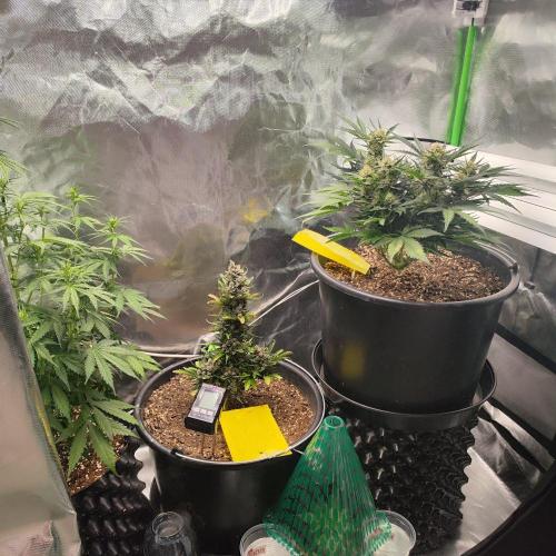 Permanent Jealousy XL Auto. Week 7