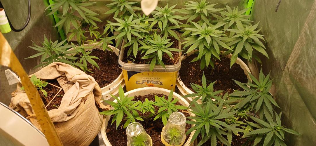 J D B #1. Week 6 - voilà ma petite culture j'essaye de faire avec le moins possible le plus de récupération 