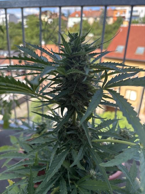 Blue dream auto. Week 10