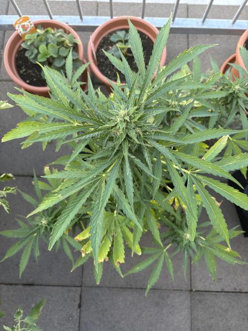 Blue Dream Auto. Week 10